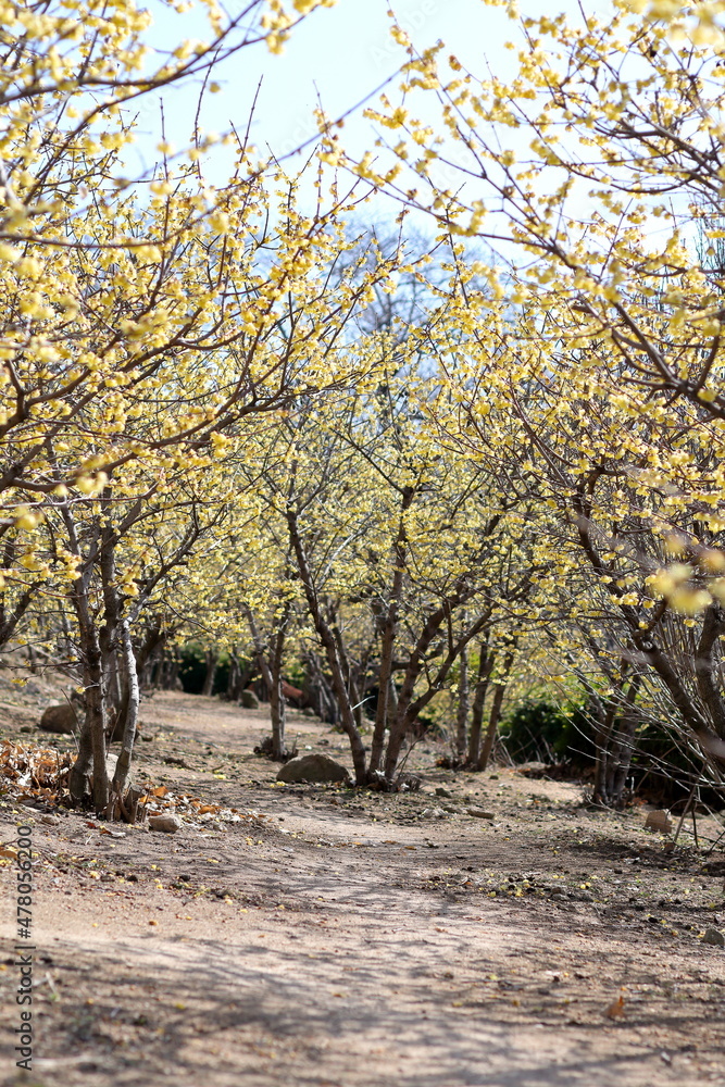 Obraz premium 満開の蝋梅