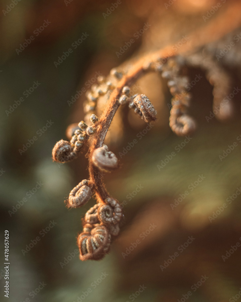 close up of a caterpillar