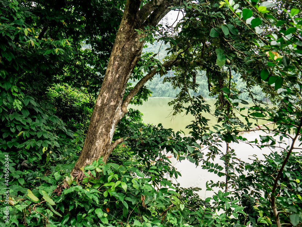 Fototapeta premium dense trees in the forest with a lake behind it
