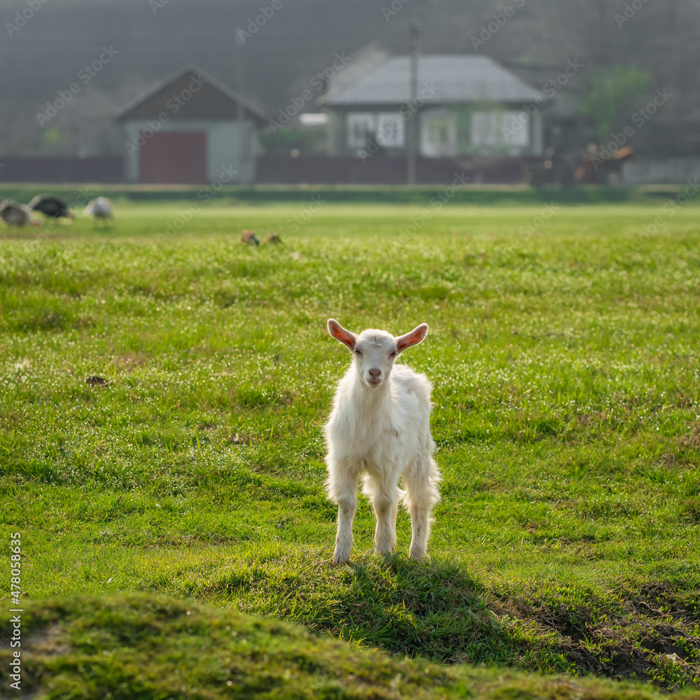 Obraz premium Cute baby goat on green meadow at sunny day.