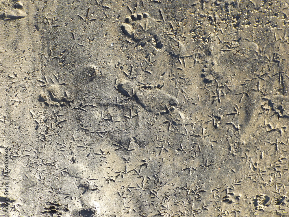 Footprints in the sand on the beach, mud, dirt. The marked steps of