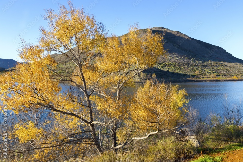 Sycamore Tree with Yellow Leafs, Scenic Lake Hodges and Bernardo Mountain Landscape in San Dieguito River Park Hiking Trail on a sunny Winter Day in Southern California