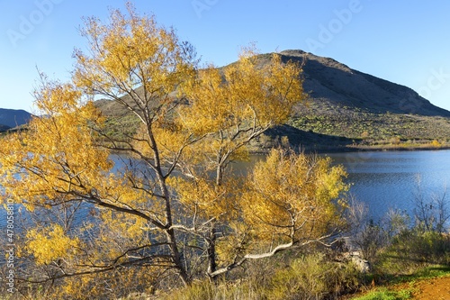 Sycamore Tree with Yellow Leafs, Scenic Lake Hodges and Bernardo Mountain Landscape in San Dieguito River Park Hiking Trail on a sunny Winter Day in Southern California photo