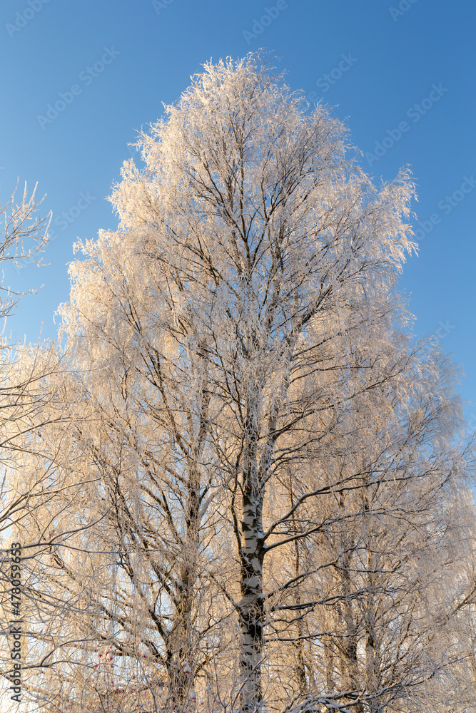 birch trees in cold day