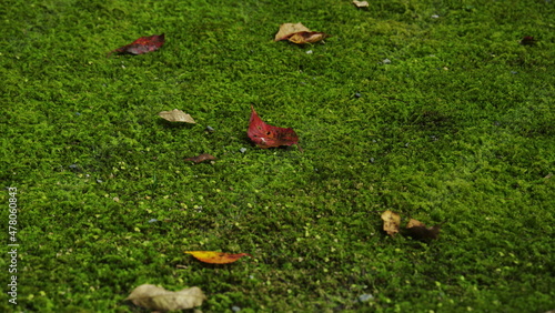 Wallpaper Mural 慈雲寺 Torontodigital.ca