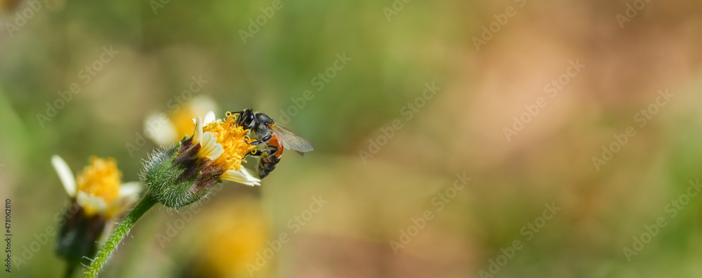 Yellow Bee collecting pollen at yellow flower flower on green natural garden Blur background, Bee flying over the yellow flower in blur background Yellow Bee collecting pollen at yellow flower flower on green natural garden Blur background, Bee flying over the yellow flower in blur background