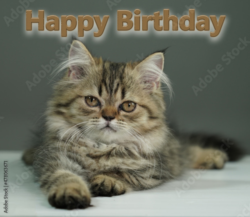 Happy Birthday Cards with Kittens 