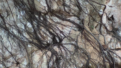 Roots of trees that feed on rocky mountains. evolutionary concept for survival in nature photo