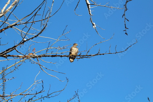 high eagle in tree, Gold Bar Park, Edmonton, Alberta