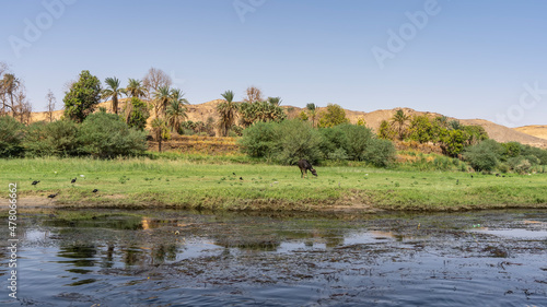 The green bank of the Nile. A cow is grazing in the meadow, ibises are sitting. Palm trees and shrubs against the background of sand dunes and blue sky. Reflection on the water. Egypt
