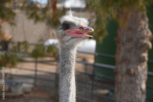  a close up of Ostrich