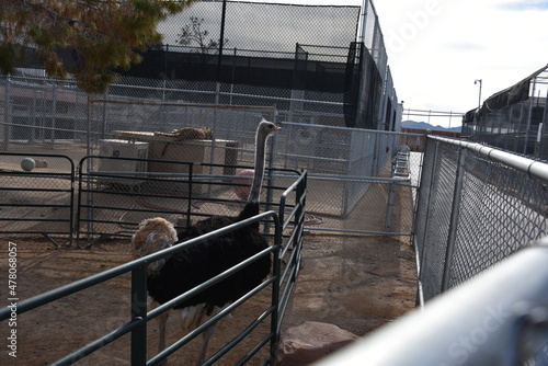 Ostrich in a zoo inside a cage