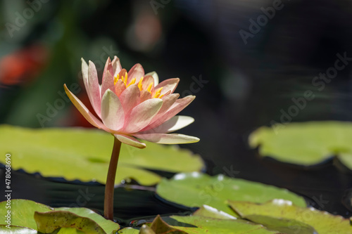 Close up shot of Water Lily flower and pods in the pond