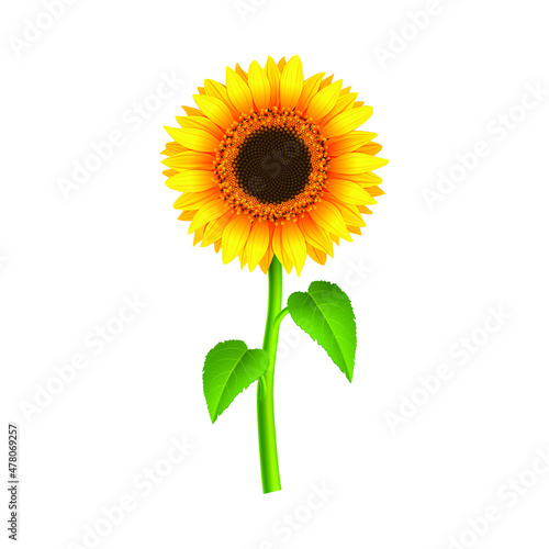 Realistic Sunflower With Green Branch And Leaves