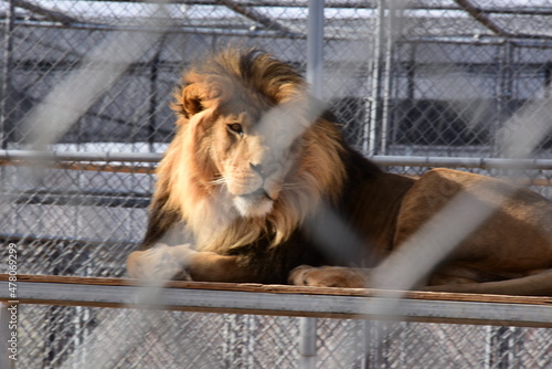 Lion inside of cage in a zoo.