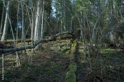 Forest landscape. Impenetrable forest. Wildlife. 