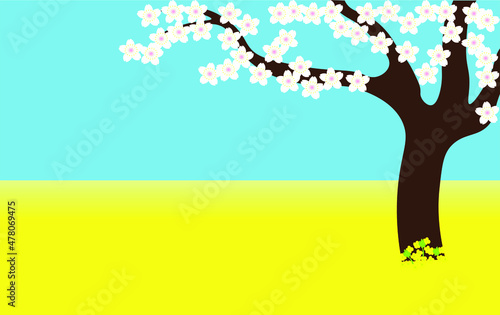 Cherry blossom tree on canola flower field.