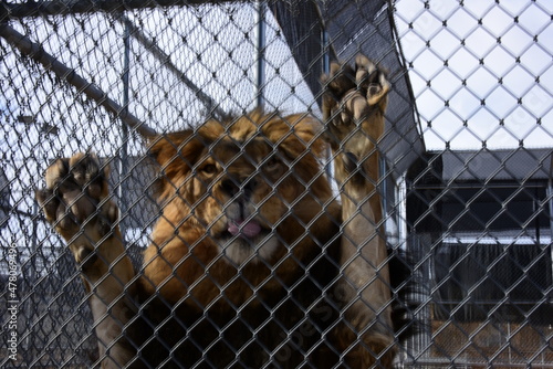 Lion on a standing position against the cage of zoo