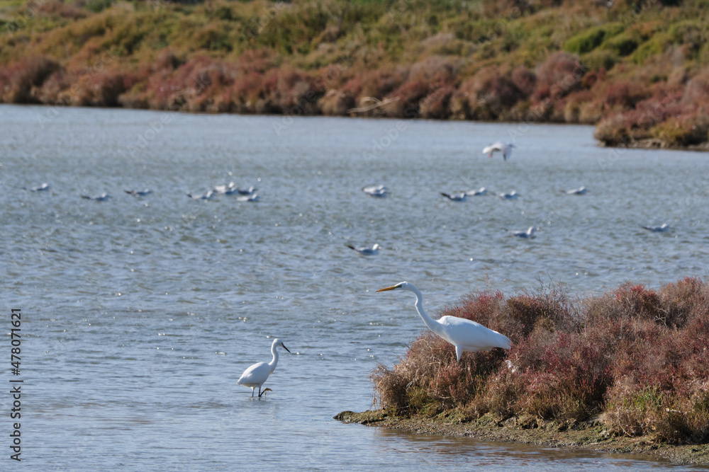 Obraz premium group of little egrets (Egretta garzetta) and great egret (Ardea alba) in the la tancada lagoon, delta del ebro. Tarragona