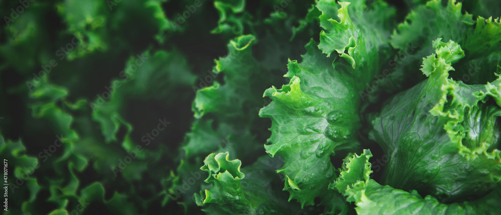 Banner with texture of organic healthy green lettuce plants. Local vegetable planting farm. Fresh Green Curly iceberg salad leaves growing texture. Natural vegetable garden background - obrazy, fototapety, plakaty 