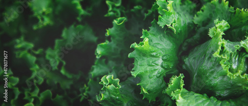 Vászonkép Banner with texture of organic healthy green lettuce plants