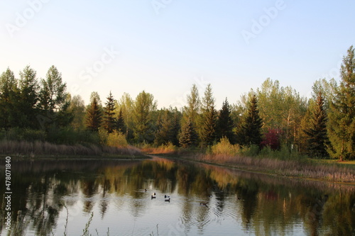reflection of trees in the lake  Gold Bar Park  Edmonton  Alberta