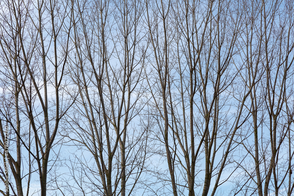 Row of Canadian poplars in winter with blue sky in the background. Populus canadensis.