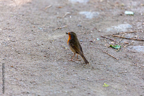 Small bird on a walkpath in a park photo