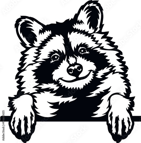 Peeking Raccoon - Funny Wild Animal peeking out - face head isolated on white