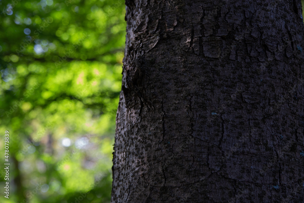The surface of a dry tree in Kanagawa, Japan. The surface of a dry tree in Kanagawa, Japan.