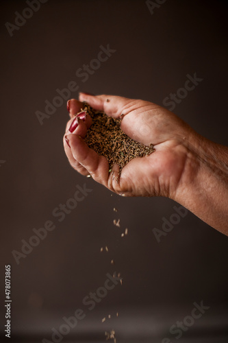 Hand of gardener holds seedling of small apple tree in her hands preparing to plant it in the ground. Tree planting concept. High quality photo