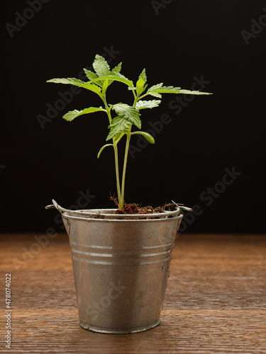 Cannabis seedling in a potted against a black background