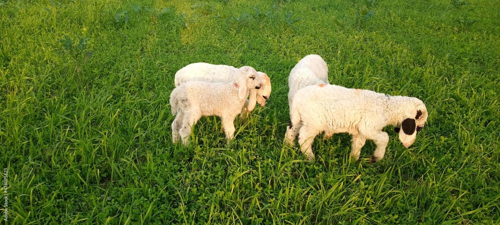 Obraz premium sheep in the meadow