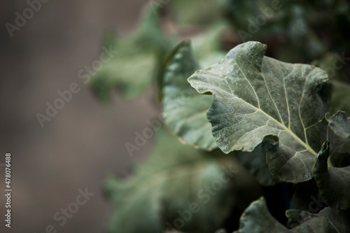 seeding in greenhouse. seeding plants greenhouse. seeding in greenhouse concept. plant seeding in greenhouse. new life. high quality photo. © Buonaventura