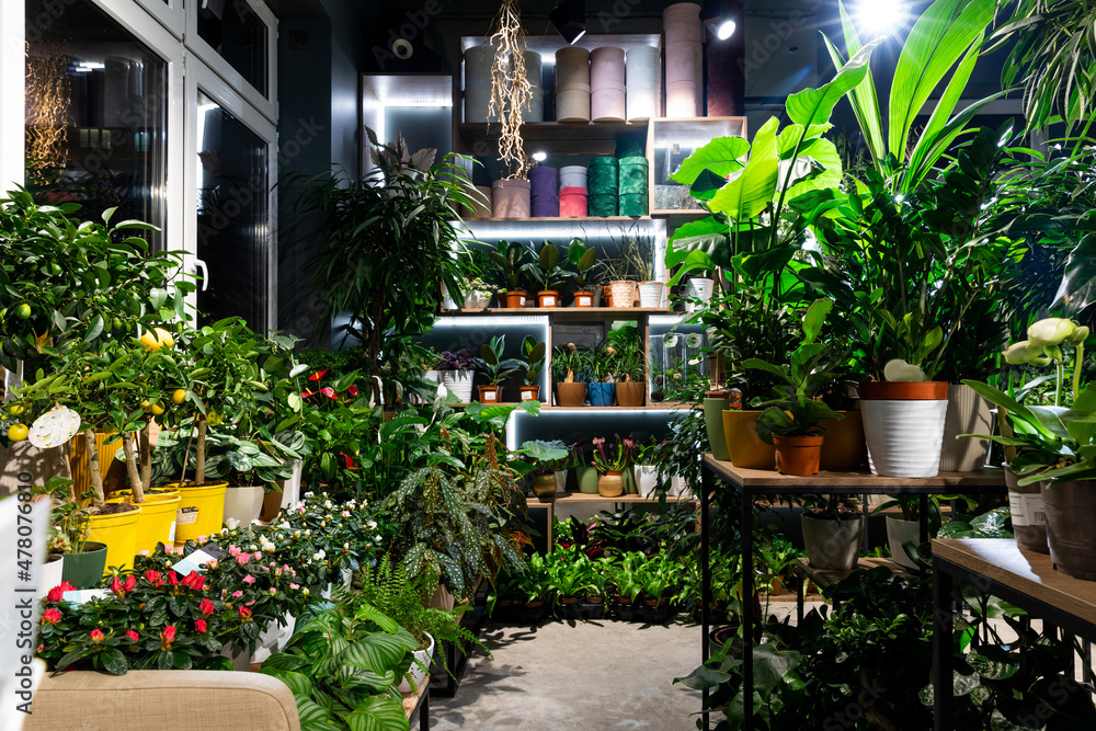 florist shop window with potted plants and exotic succulents