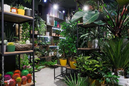 flower shop interior with potted plants on shelves