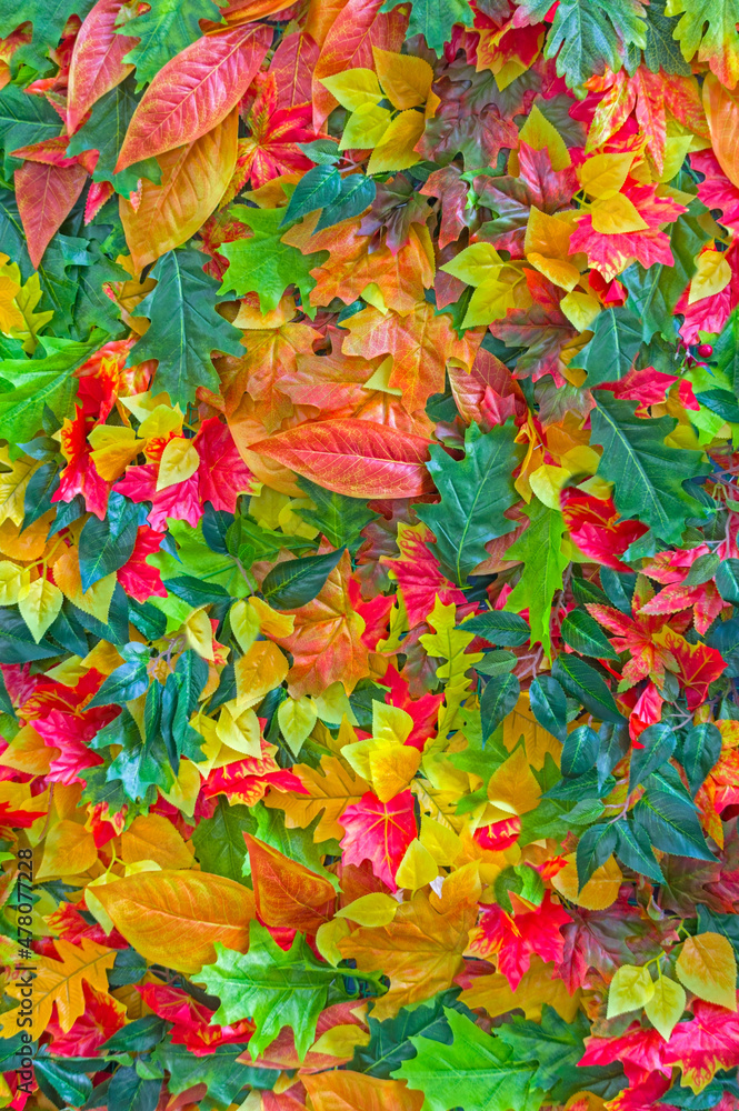 the Brightly colored leaves during autumn the Brightly colored leaves during autumn