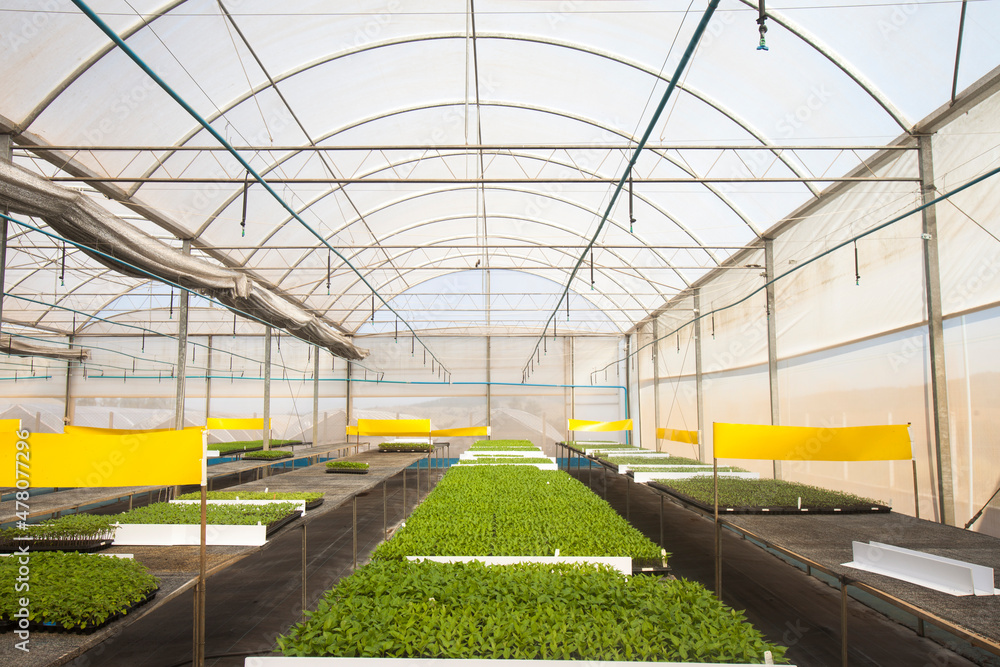 seeding in greenhouse. seeding plants greenhouse. seeding in greenhouse concept. plant seeding in greenhouse. new life. high quality photo. seeding in greenhouse. seeding plants greenhouse. seeding in greenhouse concept. plant seeding in greenhouse. new life. high quality photo.