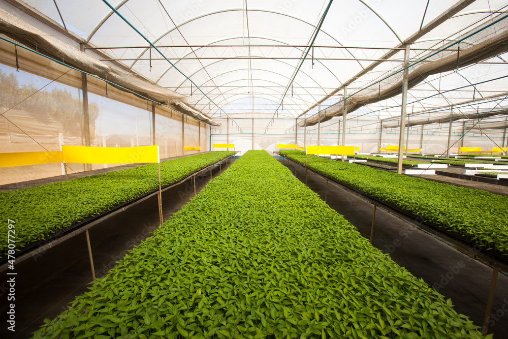 seeding in greenhouse. seeding plants greenhouse. seeding in greenhouse concept. plant seeding in greenhouse. new life. high quality photo. seeding in greenhouse. seeding plants greenhouse. seeding in greenhouse concept. plant seeding in greenhouse. new life. high quality photo.