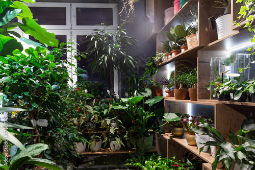 interior of a flower shop selling potted plants of exotic flowers
