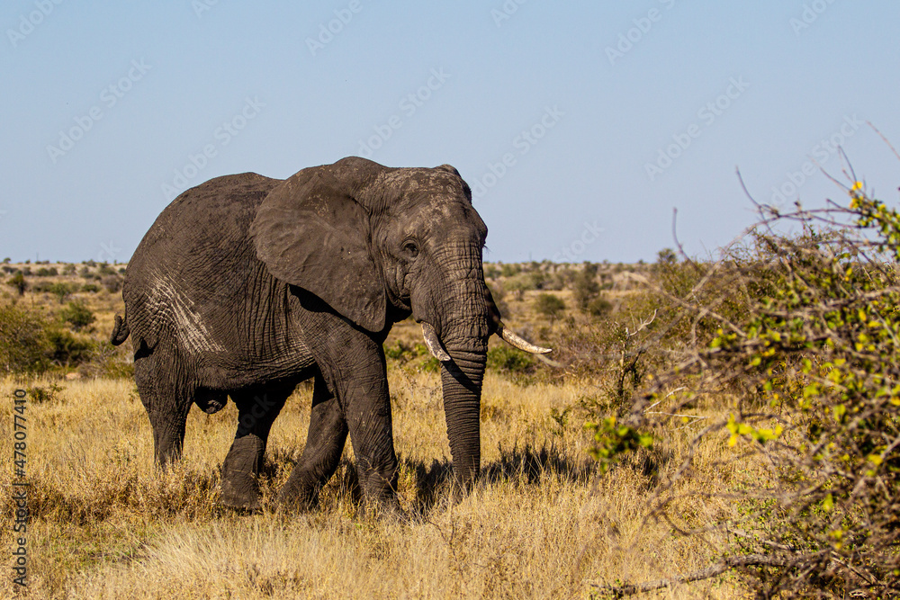 Obraz premium Mud-covered elephant bull walks back from the waterhole