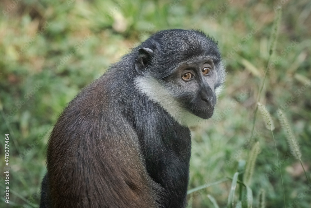 Macaco de Lhoest Macaco de Lhoest