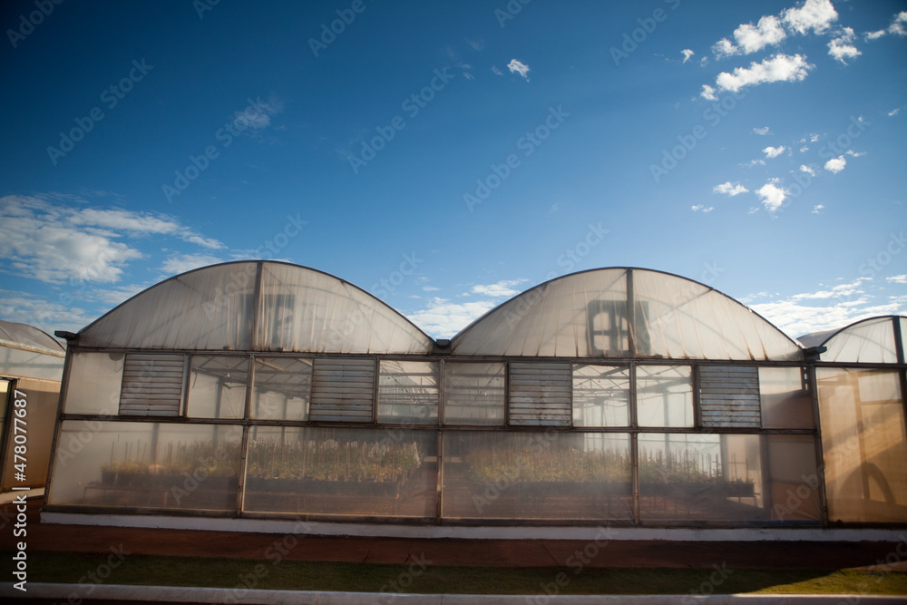 seeding in greenhouse. seeding plants greenhouse. seeding in greenhouse concept. plant seeding in greenhouse. new life. high quality photo.