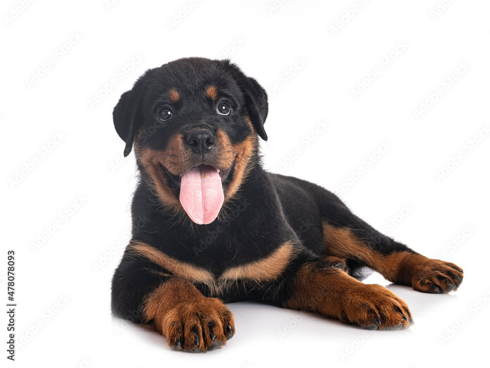Fototapeta premium puppy rottweiler in studio