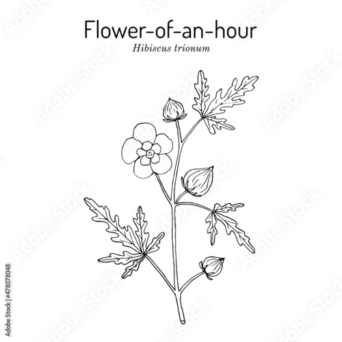 Flower-of-an-hour or bladder ketmia Hibiscus trionum   ornamental and medicinal plant