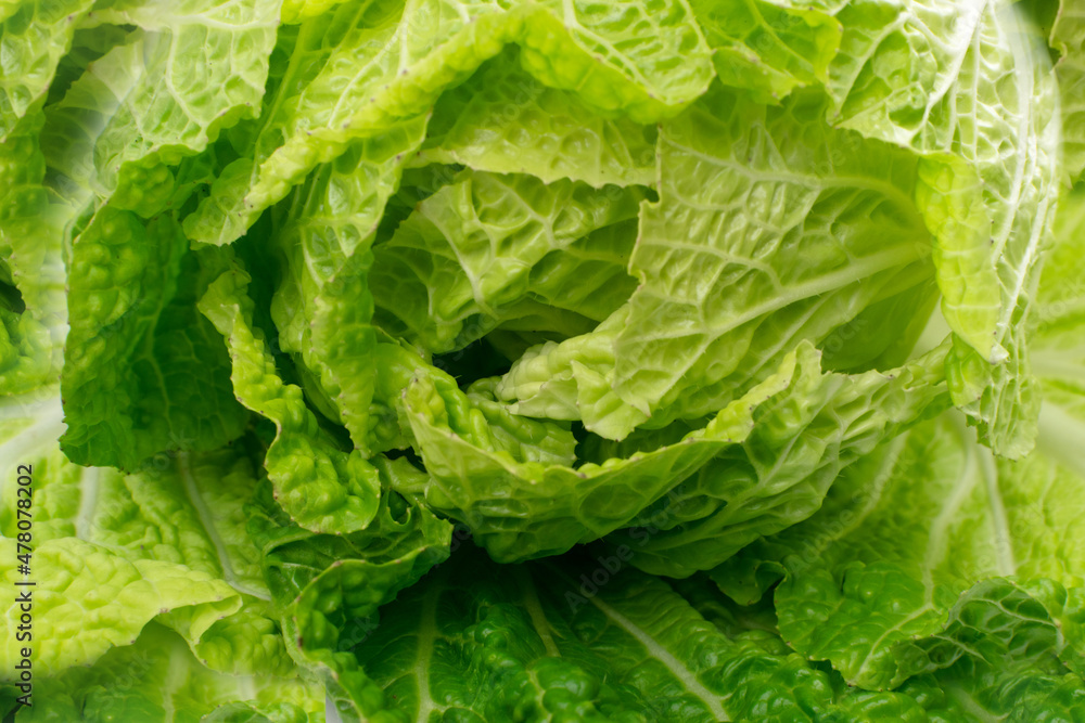 Whole Chinese Cabbage, Napa Cabbage or Wombok Whole Chinese Cabbage, Napa Cabbage or Wombok