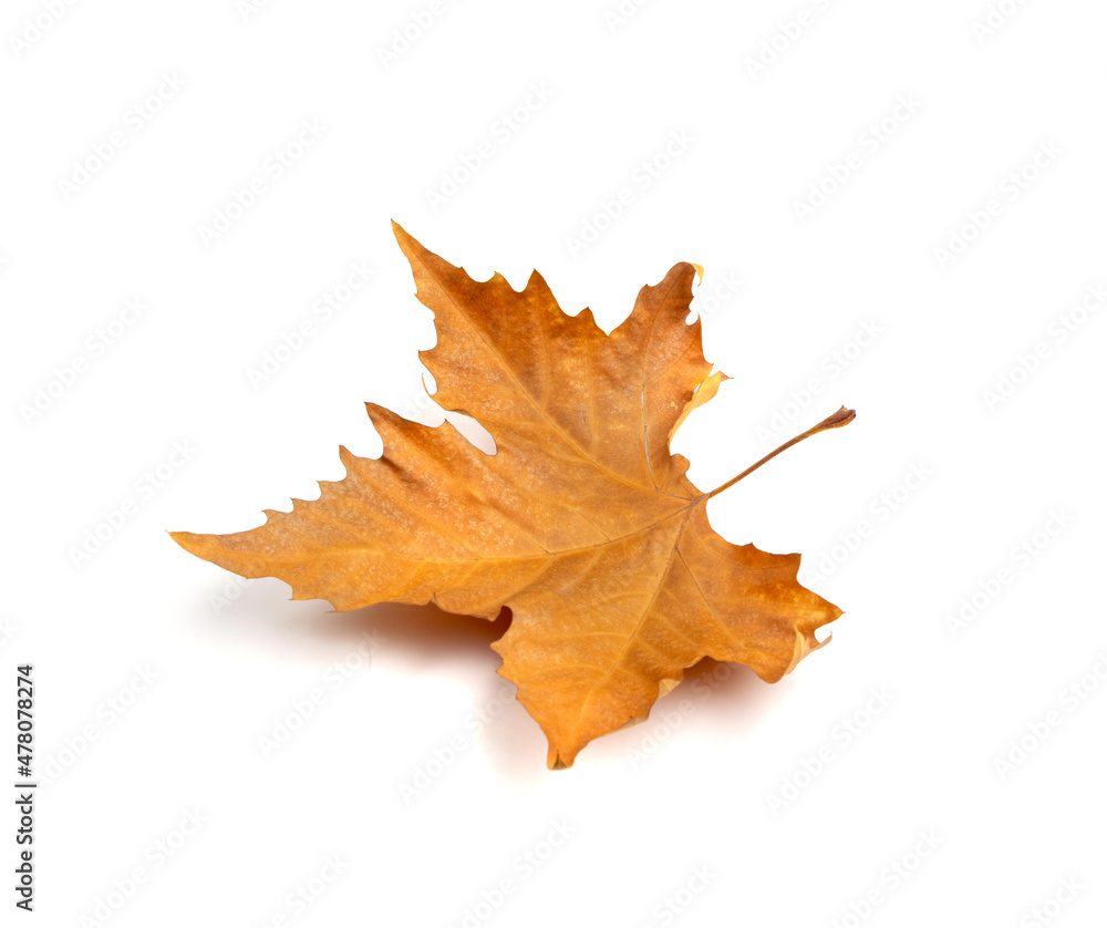 Sycamore Autumn Leaf Isolated Sycamore Autumn Leaf Isolated