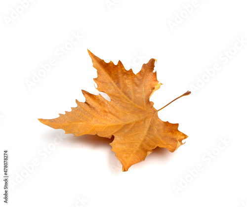 Sycamore Autumn Leaf Isolated