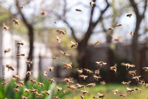 Many bees on a blurred background in village apiary.