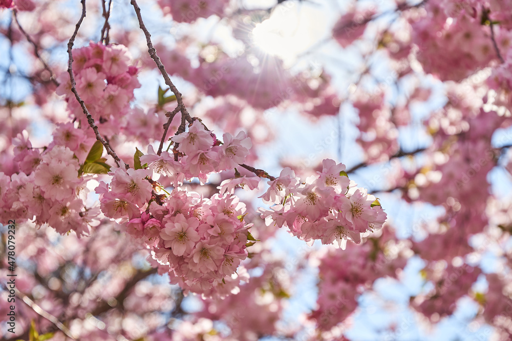 A beautiful cherry tree in full bloom in backlight from the sun in spring time A beautiful cherry tree in full bloom in backlight from the sun in spring time